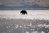 Grizzlybär auf dem bei Ebbe freiliegenden Meeresboden