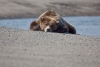 Grizzlybär beim Mittagsschlaf