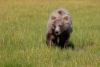 Junger Grizzlybär streift durch eine grüne Wiese