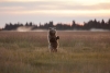 Grizzlybär im sanften Gegenlicht der Morgendämmerung