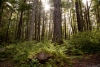 Sonnenstrahlen durchstreifen den zauberhaften Wald