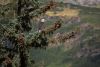 Weisskopfseeadler bei der Ausschau
