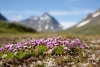Der Sarek Nationalpark bietet auch eine schöne Flora
