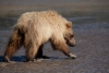 Grizzlybär auf der Suche nach Muscheln