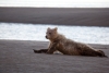 Junger Grizzlybär bei Dehnübungen am Strand