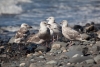 Möwen-Versammlung am Strand