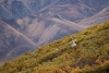 Dallsheeps in den Weidebüschen beim Polychrome Pass