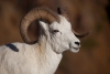 Dallsheep mit seinen prächtigen Hörnern