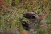 Grizzlybär bei der Beeren-Verköstigung