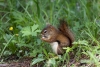 Eichhörnchen
