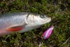 In der Region um Miehkak sind die Fischbestände grossartig