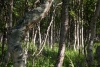 Der Landtransport zum See Vilddo führt durch einen märchenhaften Birkenwald